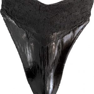 TRIASSICA Mighty Megalodon Shark Tooth Fossil Replica