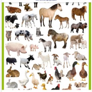 Playbox PBX2471082 2471082 Animal Stickers, Set of 300 Pieces, Multi Color
